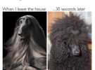 Memes de beleza - cabelos